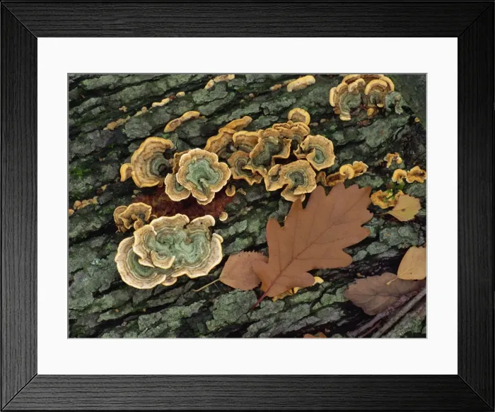 Framed Print : Close-up of fungi and autumn leaf on a tree stump in Kent, England, United Kingdom Framed Print : Close-up of fungi and autumn leaf on a tree stump in Kent, England, United Kingdom