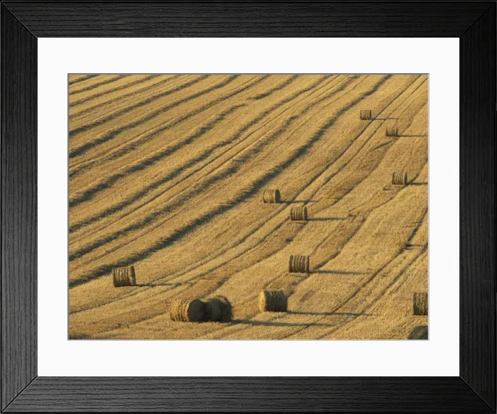 Framed Print : Straw bales in a field after harvesting on the South Downs in Sussex, England Framed Print : Straw bales in a field after harvesting on the South Downs in Sussex, England