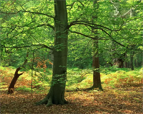 Trees in woodland in the Forest of Dean, Gloucestershire, England, United Kingdom, Europe