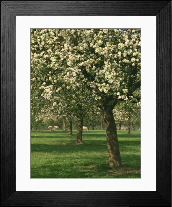 Framed Print : Cider apple trees in blossom in spring in an orchard in Herefordshire, England Framed Print : Cider apple trees in blossom in spring in an orchard in Herefordshire, England