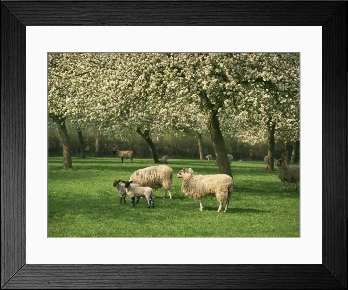 Framed Print : Sheep and lambs beneath apple trees in blossom in spring in a cider orchard in Herefordshire Framed Print : Sheep and lambs beneath apple trees in blossom in spring in a cider orchard in Herefordshire