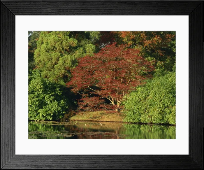 Framed Print : Tranquil scene of acer trees in autumn (fall) colours at Sheffield Park Framed Print : Tranquil scene of acer trees in autumn (fall) colours at Sheffield Park