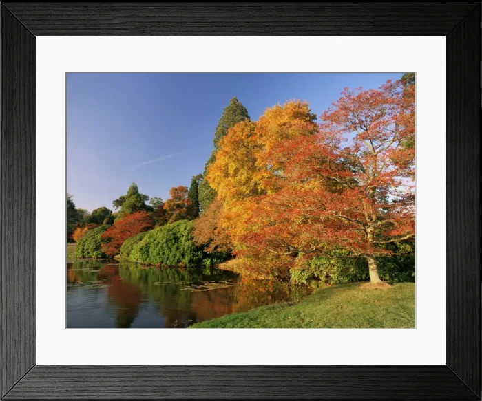 Framed Print : Acer trees in autumn, Sheffield Park, Sussex, England, United Kingdom, Europe Framed Print : Acer trees in autumn, Sheffield Park, Sussex, England, United Kingdom, Europe