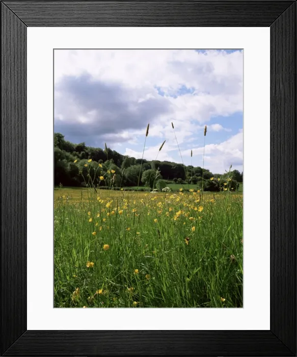Framed Print : Buttercup field and Selbourne Hanger, Selbourne, Alton, Hampshire, England Framed Print : Buttercup field and Selbourne Hanger, Selbourne, Alton, Hampshire, England
