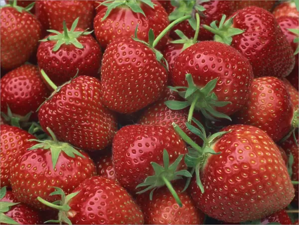 Close-up of a number of red strawberries in Kent, England, United Kingdom, Europe