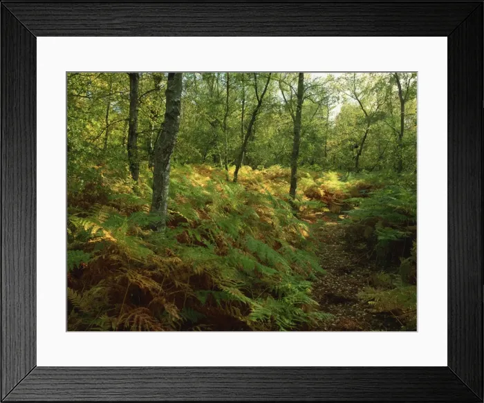Framed Print : Trees and bracken in woodland in autumn in Kent, England, United Kingdom, Europe Framed Print : Trees and bracken in woodland in autumn in Kent, England, United Kingdom, Europe