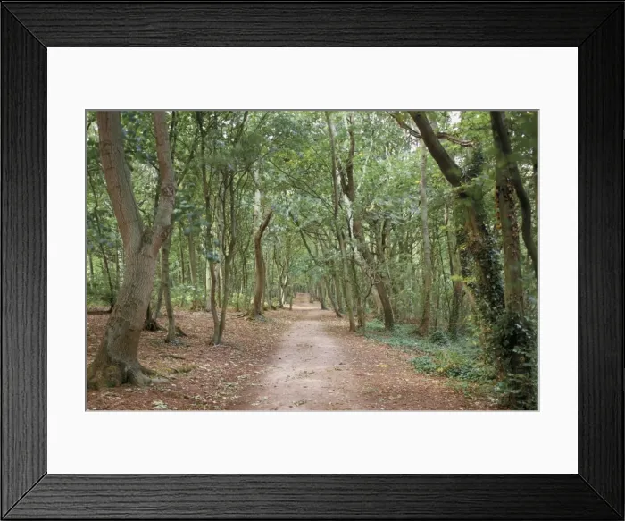 Framed Print : Path through the forest in summer, Avon, England, United Kingdom, Europe Framed Print : Path through the forest in summer, Avon, England, United Kingdom, Europe