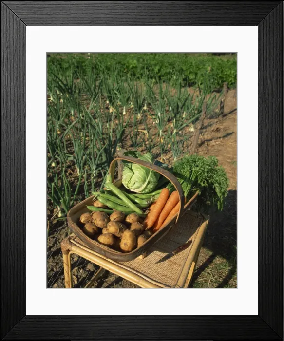 Framed Print : A basket of vegetables, potatoes, carrots, beans and cabbage, outdoors Framed Print : A basket of vegetables, potatoes, carrots, beans and cabbage, outdoors