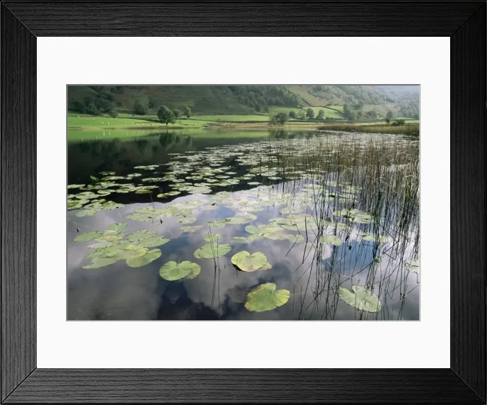 Framed Print : Lily pads, Watendlath Tarn, Lake District National Park, Cumbria, England Framed Print : Lily pads, Watendlath Tarn, Lake District National Park, Cumbria, England
