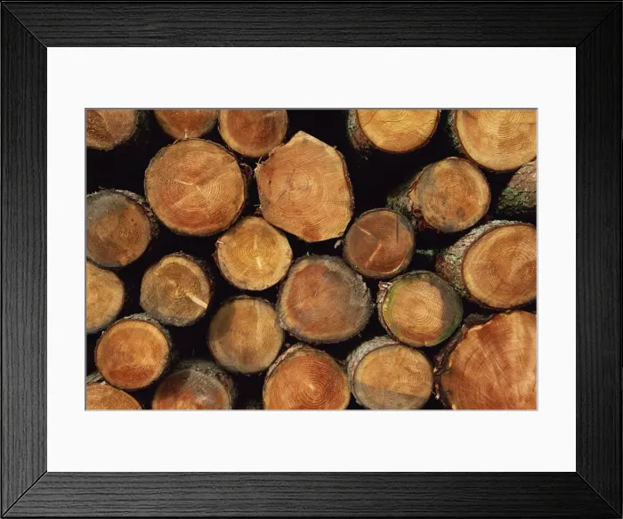 Framed Print : Close-up of cut logs in a timber pile, Hassness Wood, Lake District, Cumbria Framed Print : Close-up of cut logs in a timber pile, Hassness Wood, Lake District, Cumbria