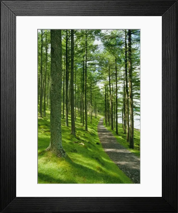Framed Print : Path and sunlight through pine trees, Burtness Wood, near Buttermere, Lake District National Park Framed Print : Path and sunlight through pine trees, Burtness Wood, near Buttermere, Lake District National Park