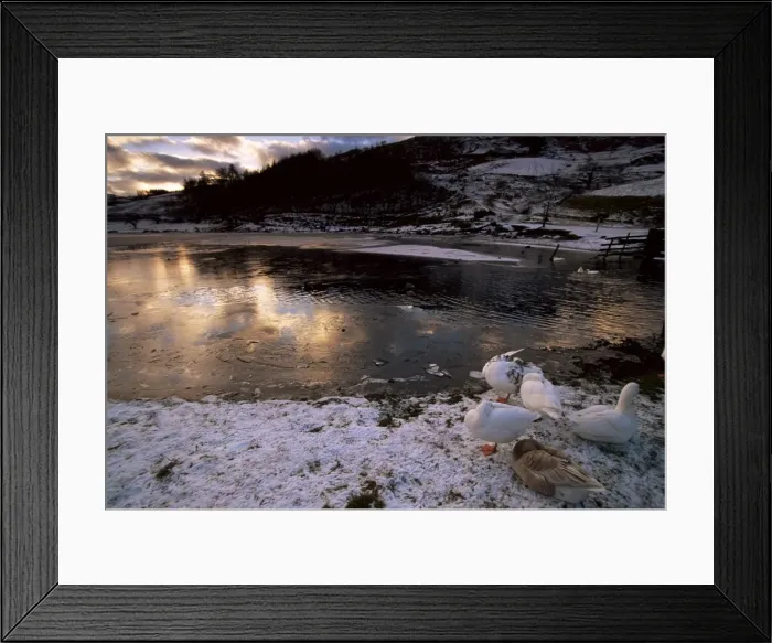 Framed Print : Ducks by frozen Watendlath Tarn, Lake Distrit National Park, Cumbria, England Framed Print : Ducks by frozen Watendlath Tarn, Lake Distrit National Park, Cumbria, England