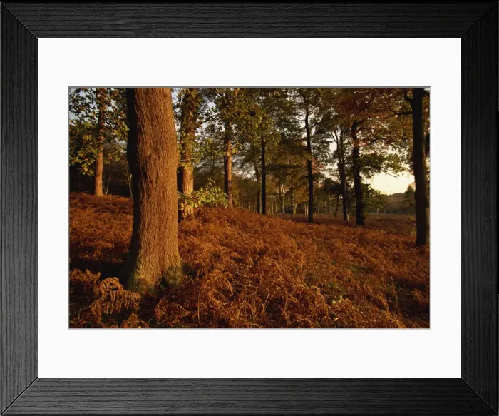 Framed Print : Autumnal colours, Clumber Park, Nottinghamshire, England, United Kingdom, Europe Framed Print : Autumnal colours, Clumber Park, Nottinghamshire, England, United Kingdom, Europe
