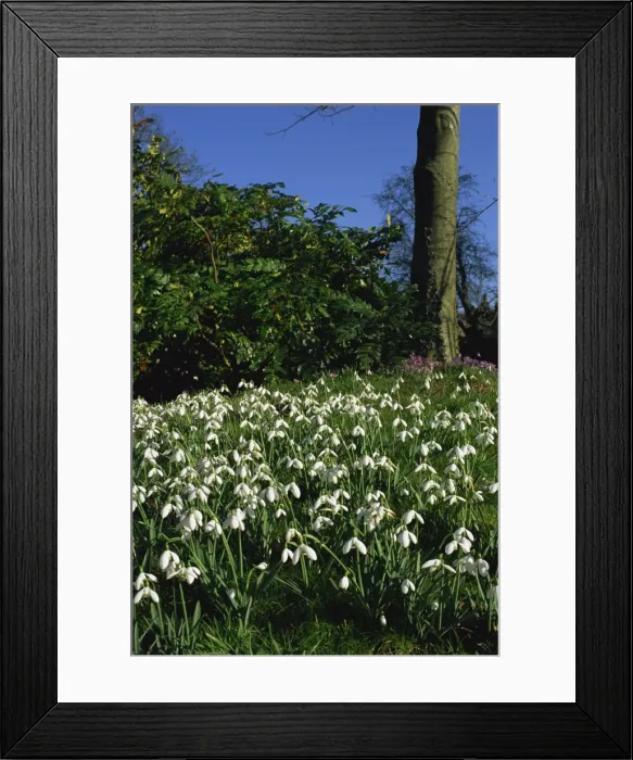 Framed Print : Snowdrops, Hodsock Priory Gardens, near Worksop, Nottinghamshire, England Framed Print : Snowdrops, Hodsock Priory Gardens, near Worksop, Nottinghamshire, England