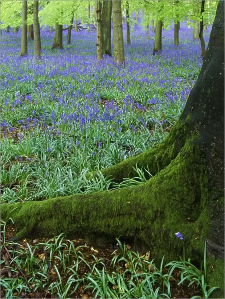 Bluebells in beech woodland, Buckinghamshire, England, UK, Europe