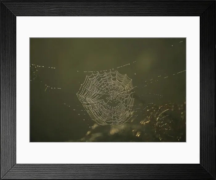 Framed Print : Spiders web at dawn, UK, Europe