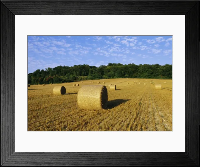 Framed Print : Hay bales in a field in late summer, Kent, England, UK, Europe Framed Print : Hay bales in a field in late summer, Kent, England, UK, Europe