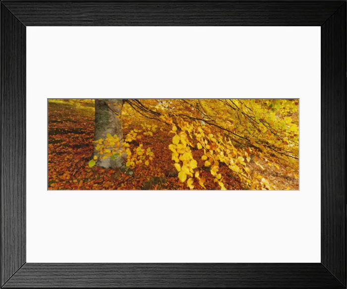 Framed Print : Beech woodland in autumn, Kent, England, UK, Europe Framed Print : Beech woodland in autumn, Kent, England, UK, Europe