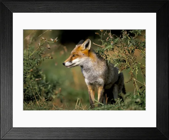 Framed Print : Captive red fox (Vulpes vulpes), United Kingdom, Europe Framed Print : Captive red fox (Vulpes vulpes), United Kingdom, Europe