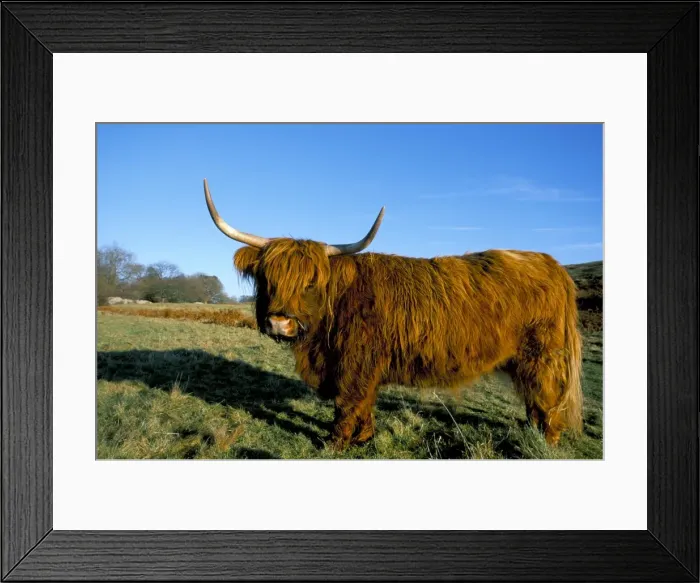 Framed Print : Highland cattle conservation grazing on Arnside Knott, Cumbria, United Kingdom, Europe Framed Print : Highland cattle conservation grazing on Arnside Knott, Cumbria, United Kingdom, Europe