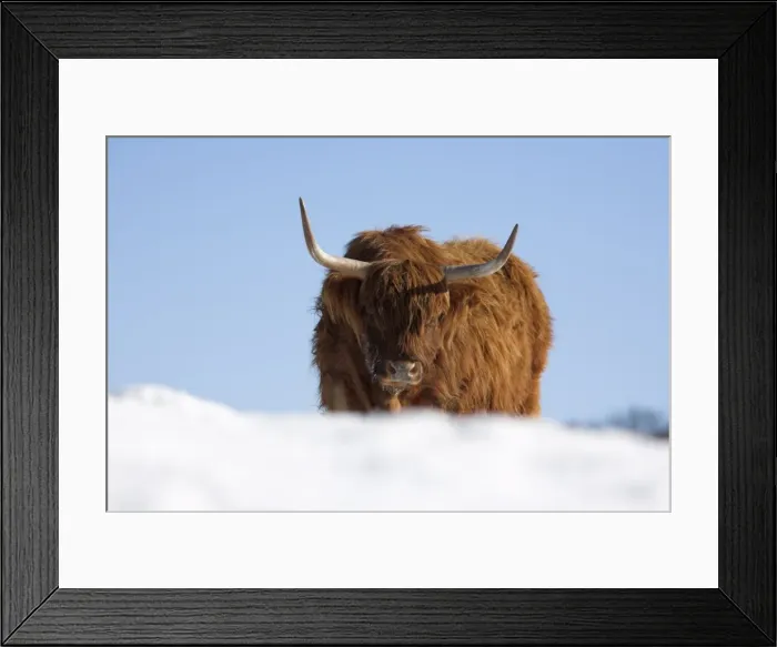 Framed Print : Highland cow in snow, conservation grazing on Arnside Knott, Cumbria, England Framed Print : Highland cow in snow, conservation grazing on Arnside Knott, Cumbria, England