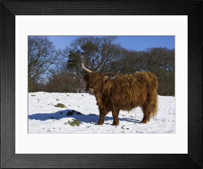 Framed Print : Highland bull in snow, conservation grazing on Arnside Knott, Cumbria, England Framed Print : Highland bull in snow, conservation grazing on Arnside Knott, Cumbria, England
