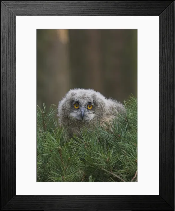 Framed Print : European eagle owl chick, Bubo bubo, five weeks old, captive, United Kingdom, Europe Framed Print : European eagle owl chick, Bubo bubo, five weeks old, captive, United Kingdom, Europe
