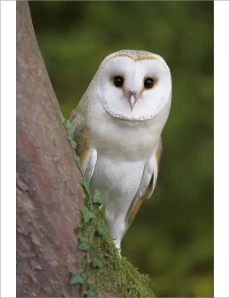 Female barn owl, Tyto alba, World Owl Trust, Muncaster Castle, Ravenglass