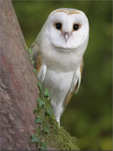 Female barn owl, Tyto alba, World Owl Trust, Muncaster Castle, Ravenglass
