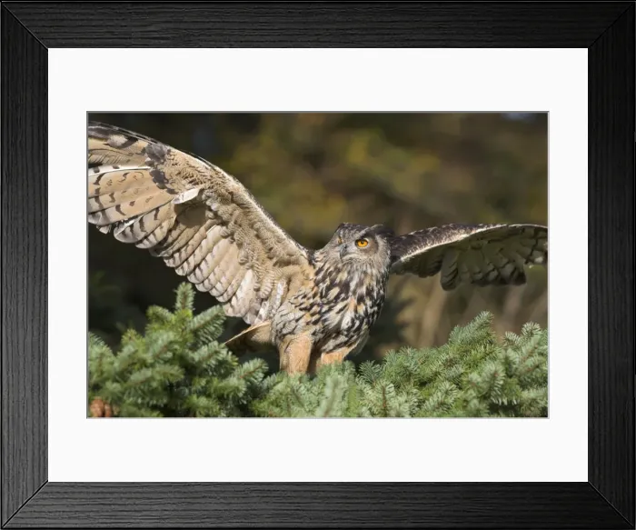 Framed Print : European eagle owl, Bubo bubo, female, captive, World Owl Trust, Muncaster Castle Framed Print : European eagle owl, Bubo bubo, female, captive, World Owl Trust, Muncaster Castle