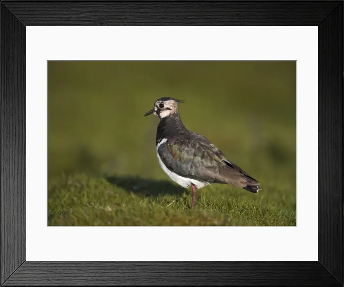 Framed Print : Lapwing, Vanellus vanellus, Teesdale, County Durham, England, United Kingdom, Europe Framed Print : Lapwing, Vanellus vanellus, Teesdale, County Durham, England, United Kingdom, Europe