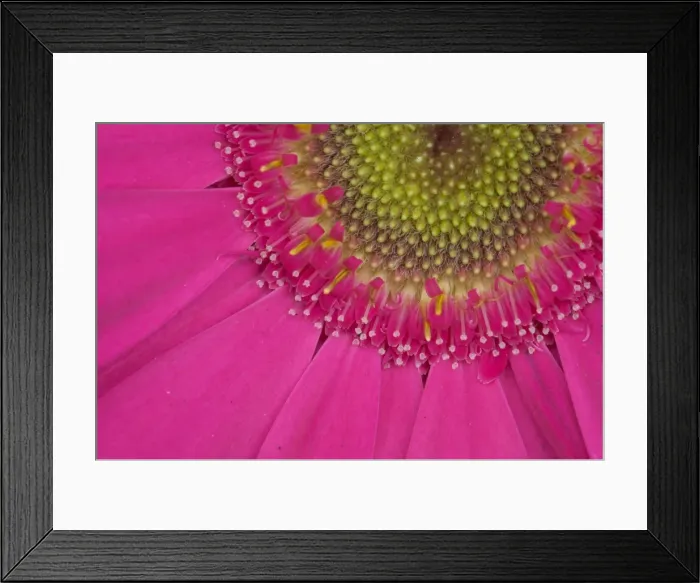 Framed Print : Gerbera, shocking pink, United Kingdom, Europe Framed Print : Gerbera, shocking pink, United Kingdom, Europe
