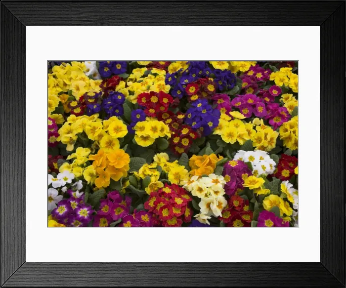 Framed Print : Primulas, mixed colours, United Kingdom, Europe Framed Print : Primulas, mixed colours, United Kingdom, Europe