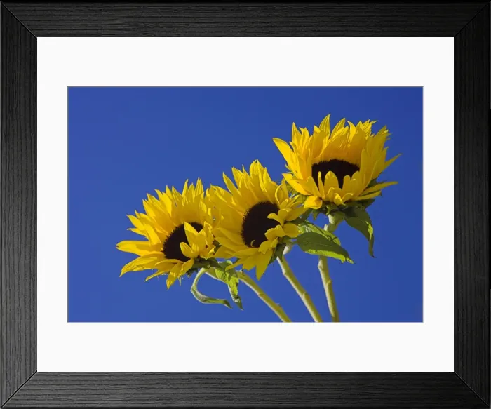 Framed Print : Three sunflowers blooms, Helianthus annuus, United Kingdom, Europe Framed Print : Three sunflowers blooms, Helianthus annuus, United Kingdom, Europe