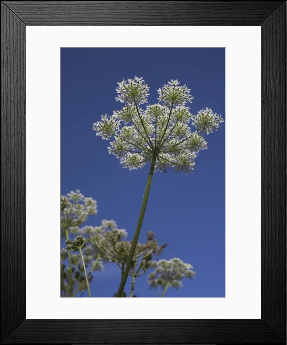 Framed Print : Hogweed, Heracleum sphondylium, United Kingdom, Europe Framed Print : Hogweed, Heracleum sphondylium, United Kingdom, Europe