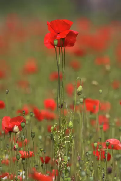 Poppies, Papaver rhoeas, United Kingdom, Europe
