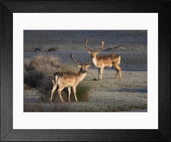 Framed Print : Fallow deer bucks, Dama dama, Dallam Estate, Cumbria, England, United Kingdom, Europe Framed Print : Fallow deer bucks, Dama dama, Dallam Estate, Cumbria, England, United Kingdom, Europe