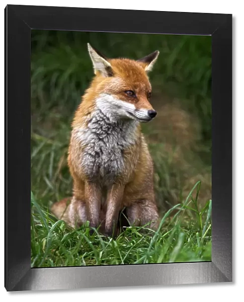 Red fox, Vulpes vulpes, captive, United Kingdom, Europe