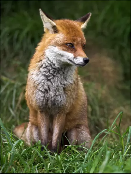 Red fox, Vulpes vulpes, captive, United Kingdom, Europe