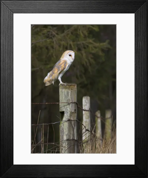 Framed Print : Barn owl (Tyto alba), captive, United Kingdom, Europe Framed Print : Barn owl (Tyto alba), captive, United Kingdom, Europe