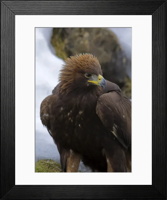 Framed Print : Golden eagle (Aquila chrysaetos), in snow, captive, United Kingdom, Europe Framed Print : Golden eagle (Aquila chrysaetos), in snow, captive, United Kingdom, Europe
