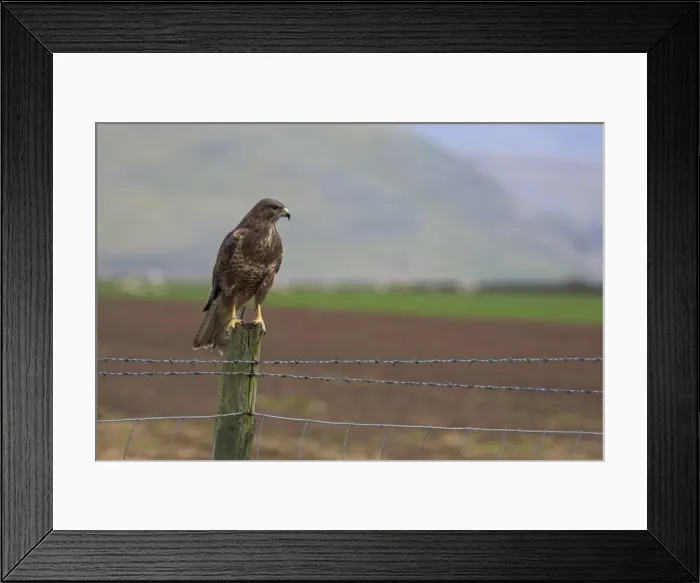 Framed Print : Buzzard (Buteo buteo), captive, United Kingdom, Europe Framed Print : Buzzard (Buteo buteo), captive, United Kingdom, Europe