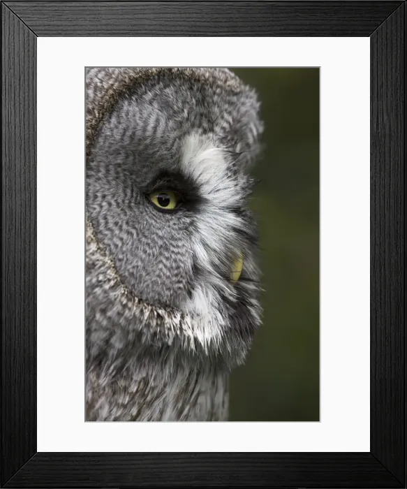 Framed Print : Portrait of a great grey owl (Strix nebulosa), captive, United Kingdom, Europe Framed Print : Portrait of a great grey owl (Strix nebulosa), captive, United Kingdom, Europe