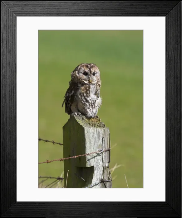 Framed Print : Tawny owl (Strix aluco), captive, perched, United Kingdom, Europe Framed Print : Tawny owl (Strix aluco), captive, perched, United Kingdom, Europe