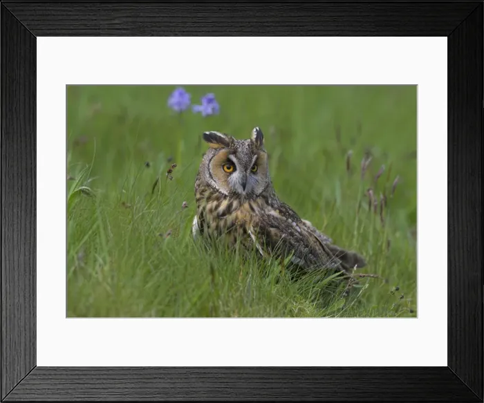Framed Print : Long-eared owl (Asio otus), Muncaster, Cumbria, England, United Kingdom, Europe Framed Print : Long-eared owl (Asio otus), Muncaster, Cumbria, England, United Kingdom, Europe