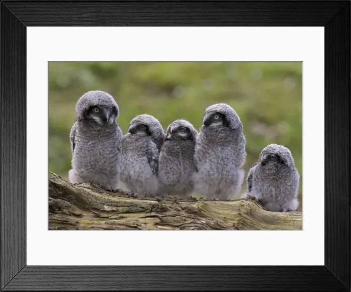 Framed Print : Chicks of Northern hawk owl (Surnia ulula ulula), native to Scandinavia and Eurasia Framed Print : Chicks of Northern hawk owl (Surnia ulula ulula), native to Scandinavia and Eurasia