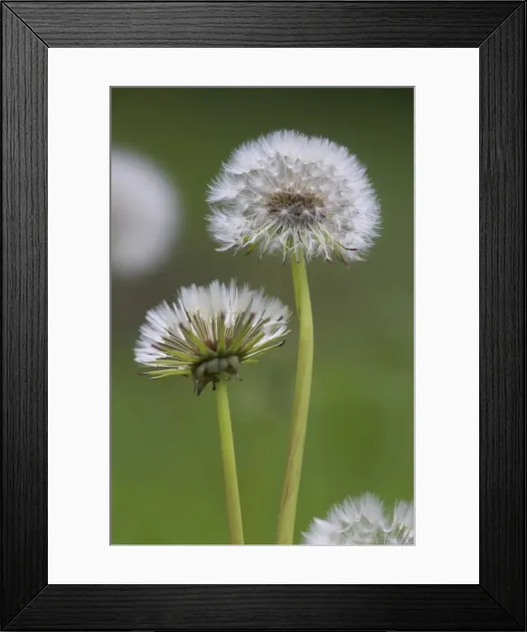 Framed Print : Dandelion seedheads (Taraxacum officinale), Cumbria, England, United Kingdom, Europe Framed Print : Dandelion seedheads (Taraxacum officinale), Cumbria, England, United Kingdom, Europe