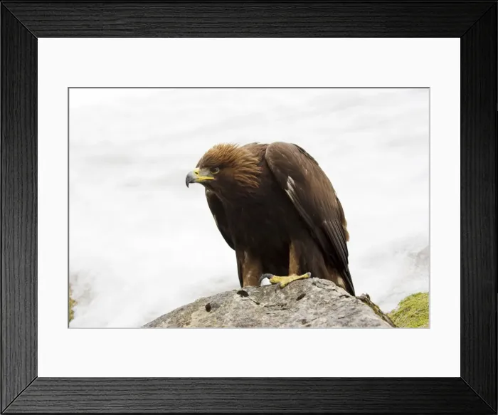 Framed Print : Golden eagle, Aquila chrysaetos, in snow, captive, United Kingdom, Europe Framed Print : Golden eagle, Aquila chrysaetos, in snow, captive, United Kingdom, Europe