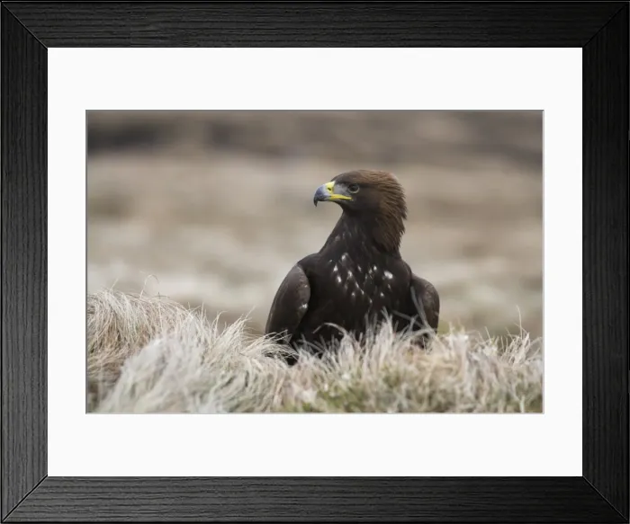 Framed Print : Golden eagle, Aquila chrysaetos, moorland, captive, United Kingdom, Europe Framed Print : Golden eagle, Aquila chrysaetos, moorland, captive, United Kingdom, Europe