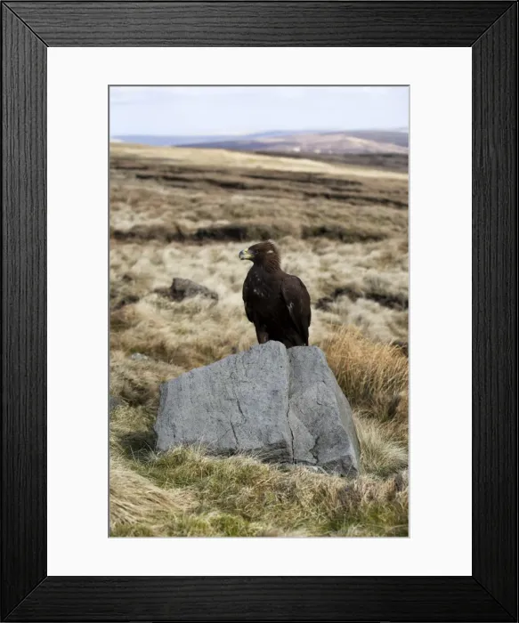Framed Print : Golden eagle calling, Aquila chrysaetos, moorland, captive, United Kingdom, Europe Framed Print : Golden eagle calling, Aquila chrysaetos, moorland, captive, United Kingdom, Europe